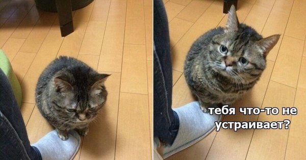 Доминируй властвуй унижай