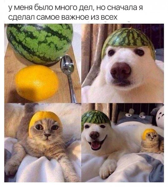 Смешные мемы с животными