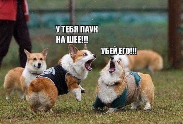 Шутки про собак