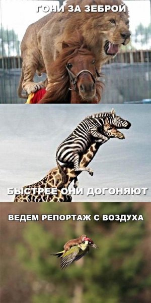 Мемы с животными и надписями