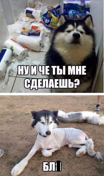 Смешные картинки снатписми