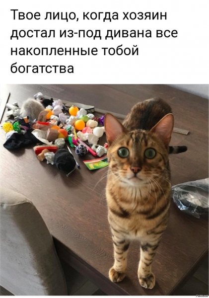 Картинки прикольные смешные с надписями