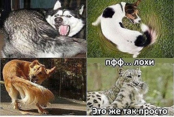 Смешные мемы с животными