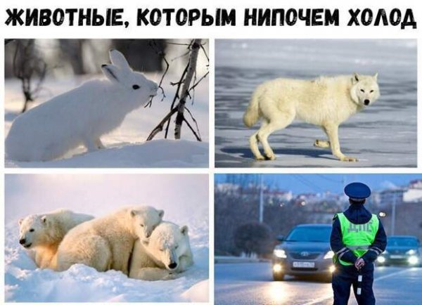 Животные которым нипочем холод