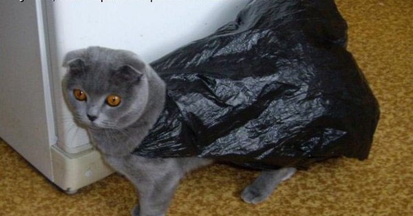 Этому городу нужен герой кот
