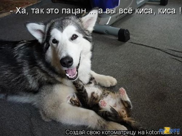 Животные с прикольными матерными надписями