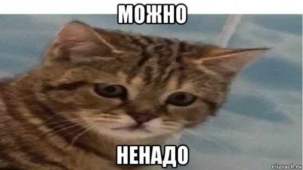 Может не надо Мем кот