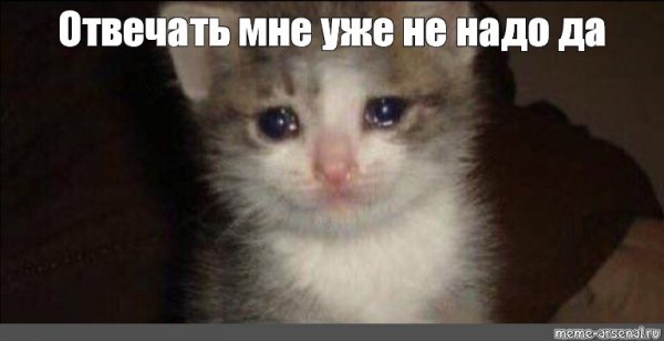 Мем Плачущий котик до слез