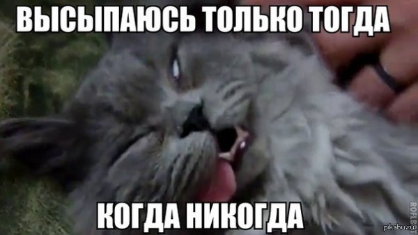Кот недосып