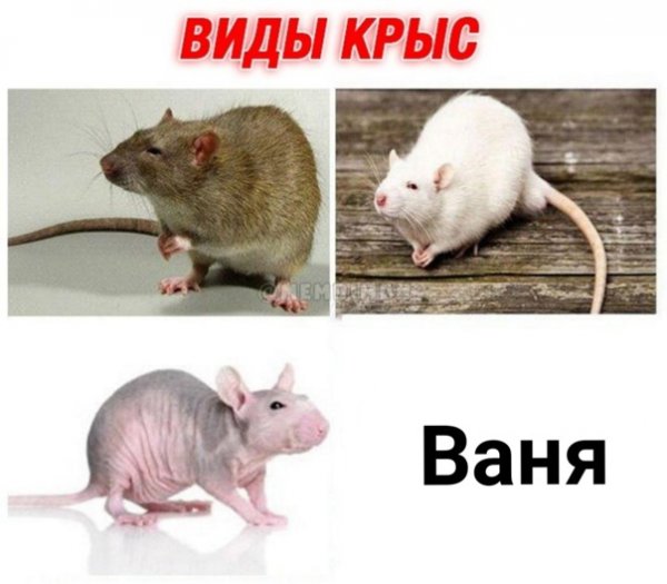 Ваня крыса