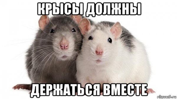 Я крыса