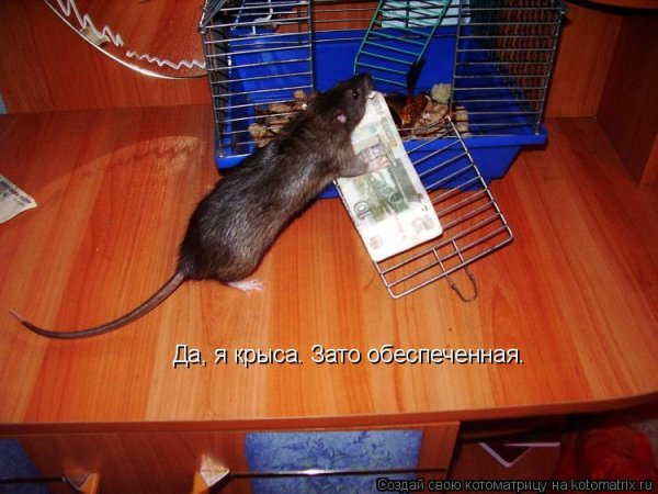 Крыса Мем