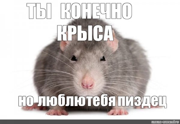 Да я крыса