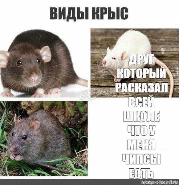 Я крыса Мем