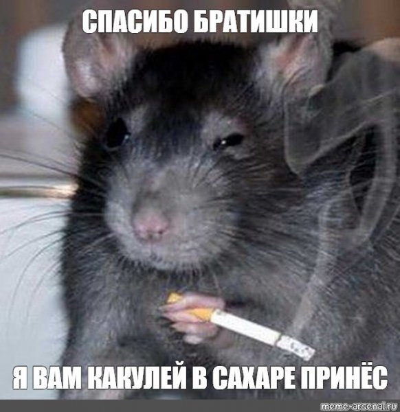 Крыса Мем