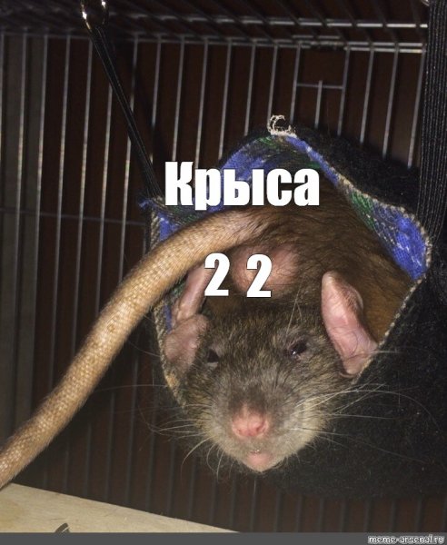 Ля ты крыса