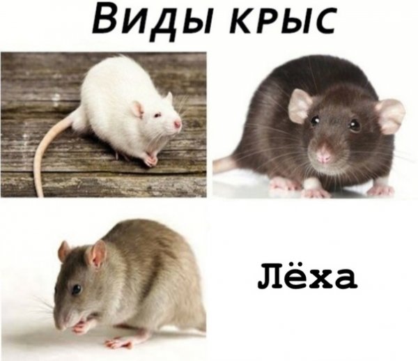 Криса Мем