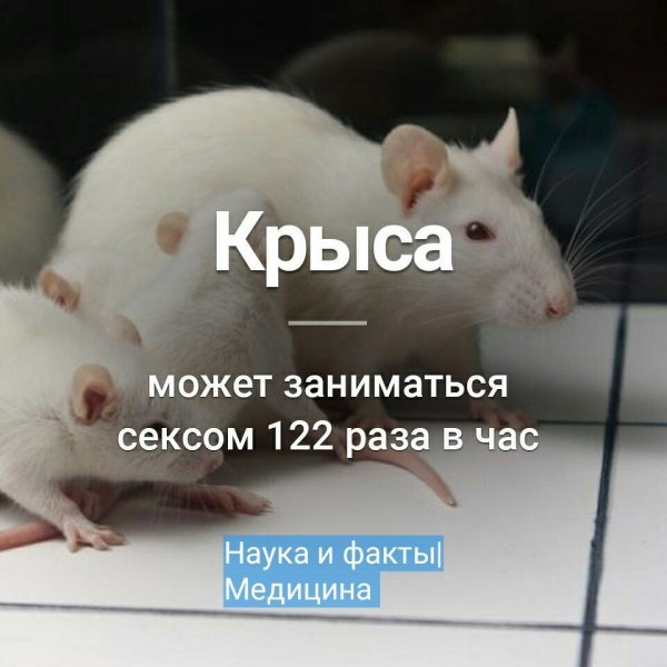 Любимая крыса