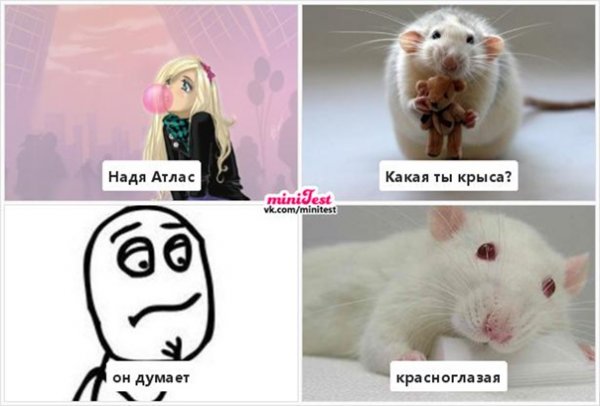 Мем ты крыса да я Краса