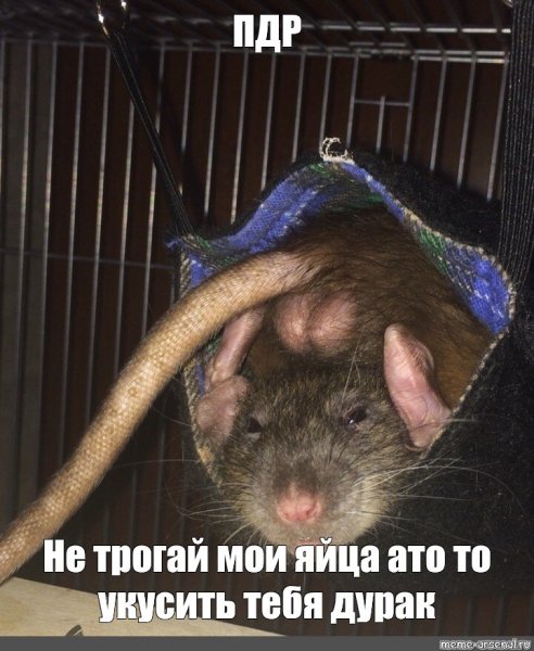 Крыса Мем