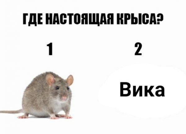 Ты крыса