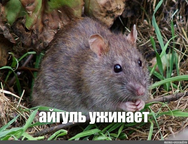 Криса Мем