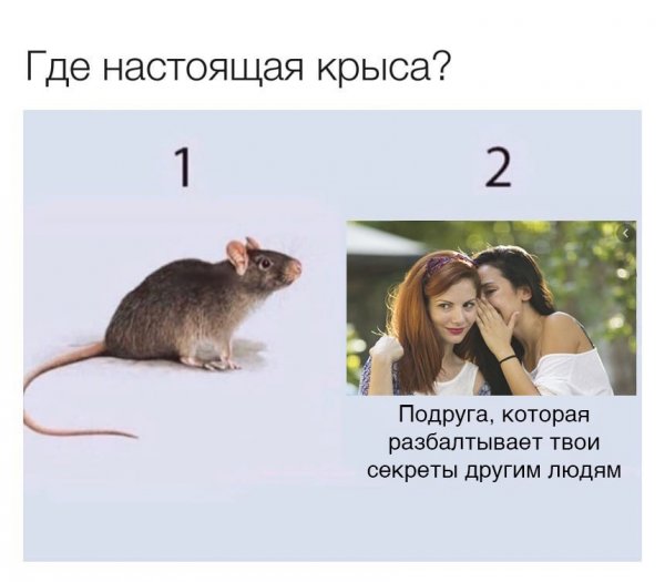 Виды крыс Мем