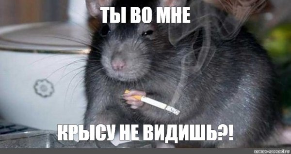 Три крысы Мем
