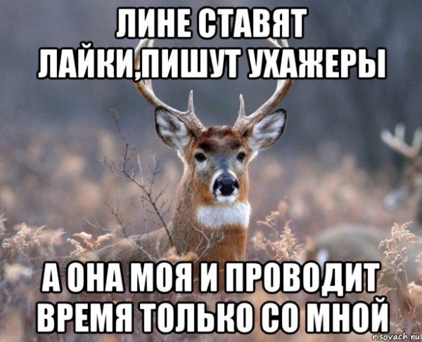 Lina мемы