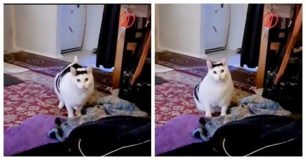 Осуждающий кот Бендер