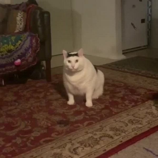 Кивающий кот Мем