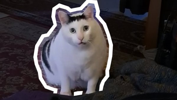 Мемы с котами из тик тока