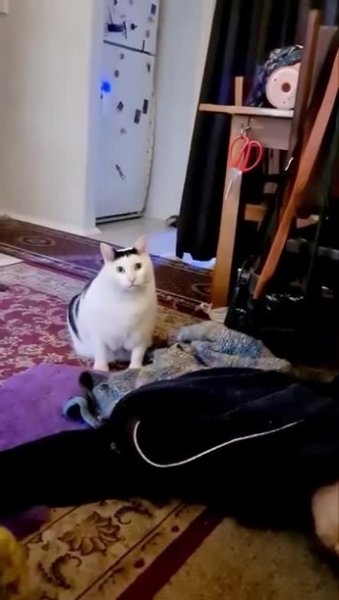 Кот из тик тока белый толстый