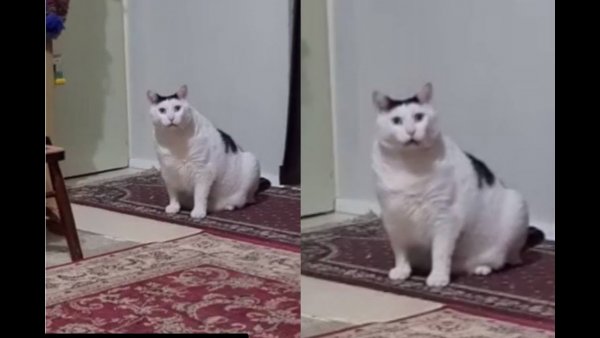 Пухлый белый кот