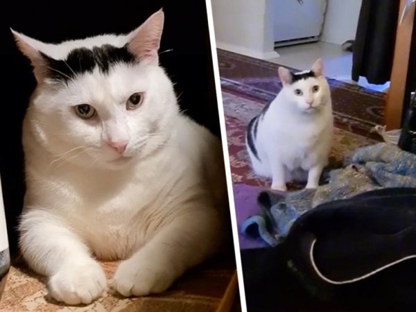 Белый кот мяукает