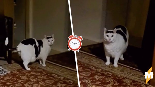 Толстый кот Бендер