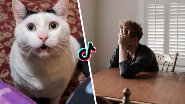 Кот который мяукает и кивает