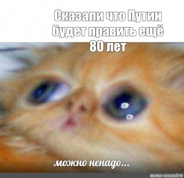 Рыжий котенок Мем