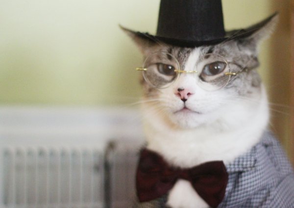 Интеллигентный котик