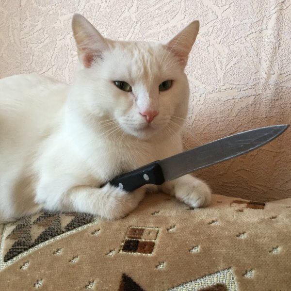 Мемы про кота с ножом (47 фото)