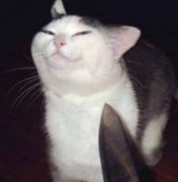 Котенок с ножом