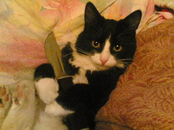 Угрожающий кот