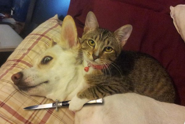 Кот окруженный ножами
