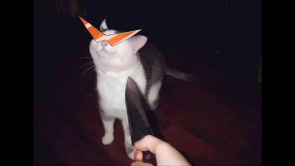 Кот с ножом