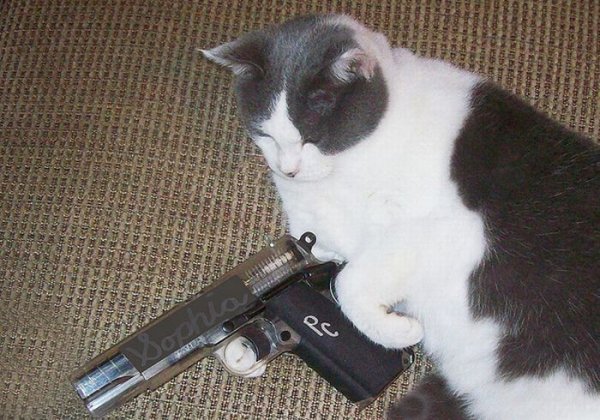 Котик с ножом Мем