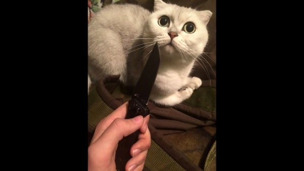 Кот с ножом