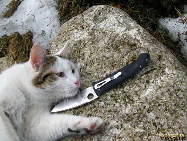 Мемы с котами с ножом