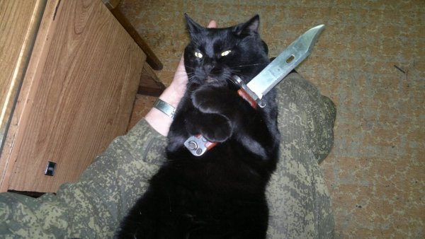 Котенок с ножом