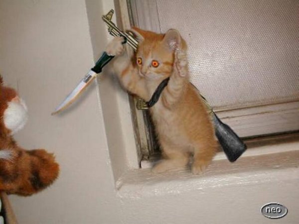 Кошка с ножом
