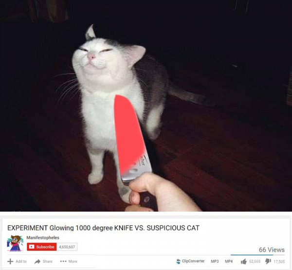 Кот которого ножами окаржили